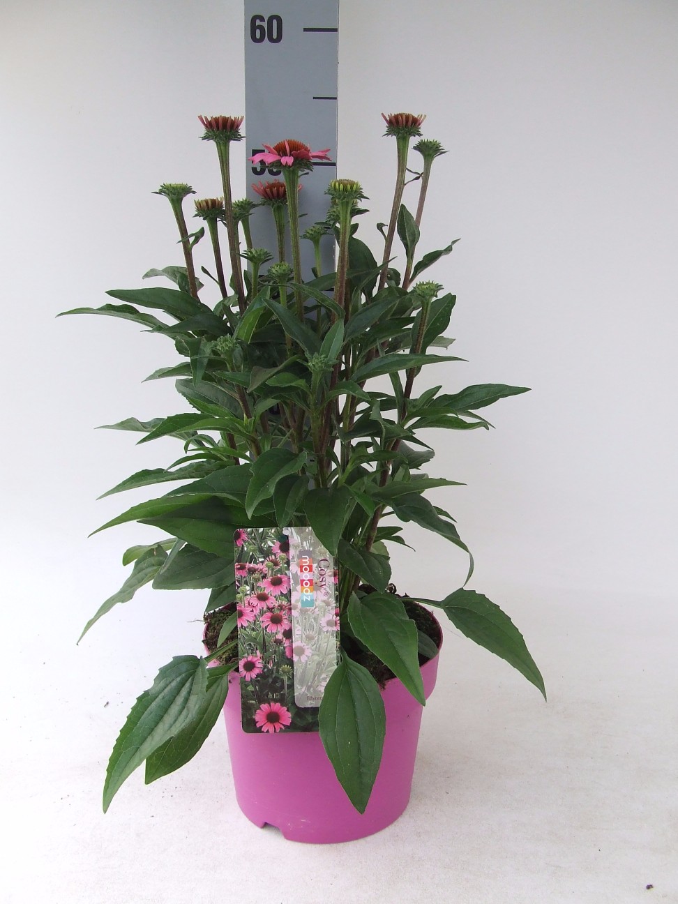 C3 Echinacea Cosy Purpurea
