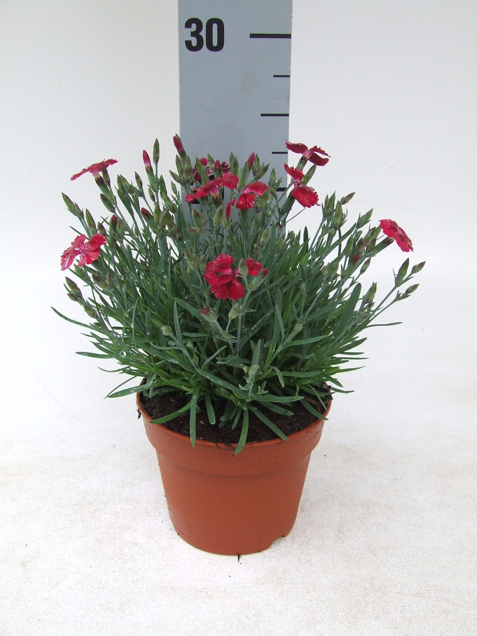 Dianthus Pillow Red